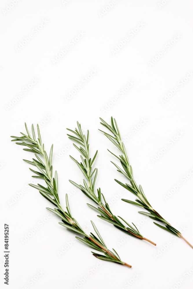 Fototapeta premium ローズマリー