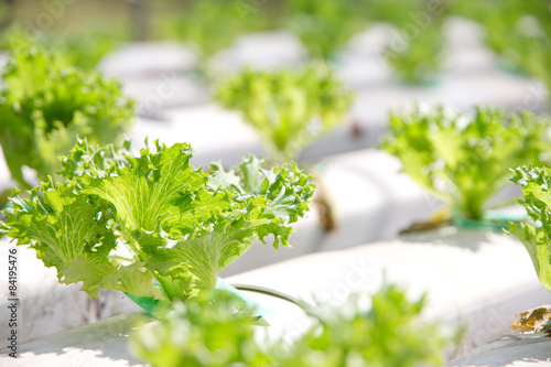 Hydroponics vegetable farm