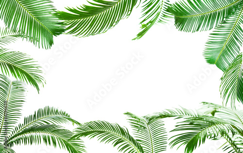 Frame of green palm leaves isolated on white