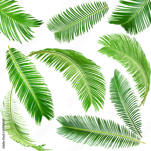 Green palm leaves isolated on white © Africa Studio