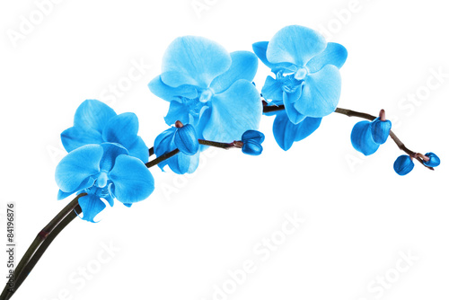 Fototapeta Naklejka Na Ścianę i Meble -  Beautiful blue orchid, isolated on white