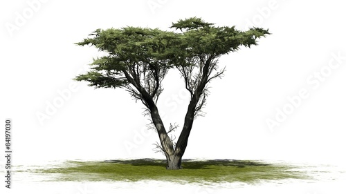 Monterey cypress tree  - isolated on white background