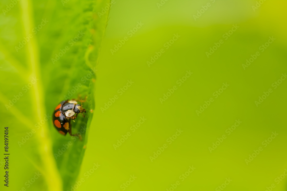 Fototapeta premium ナナホシテントウ