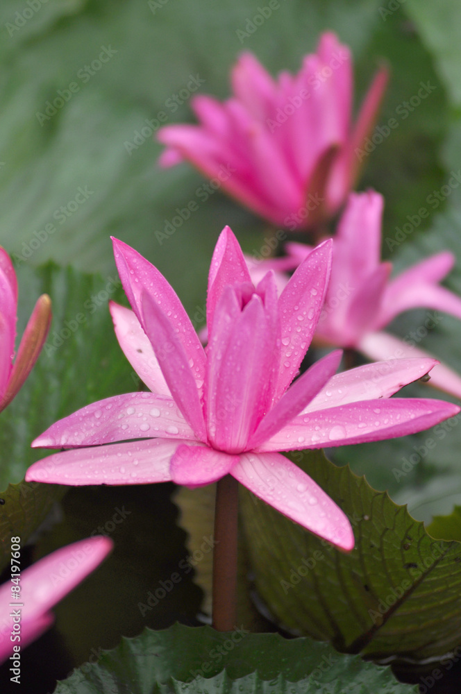 pink lotus on green background pink lotus on green background