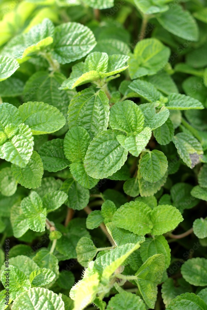 Pepper mint leaves at the nature Pepper mint leaves at the nature