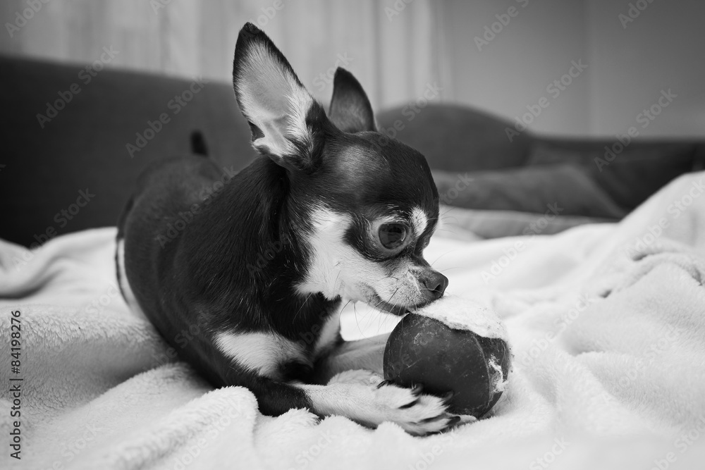 Chihuahua playing with small ball
