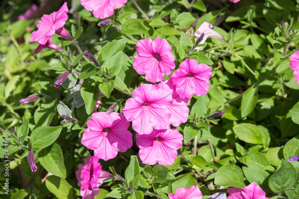 Pink Morning Glory flowers in the garden Pink Morning Glory flowers in the garden