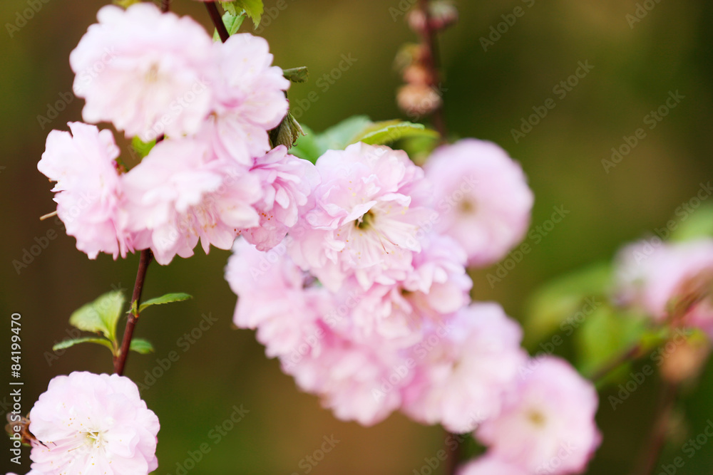 Beautiful fruit blossom in spring outdoors Beautiful fruit blossom in spring outdoors