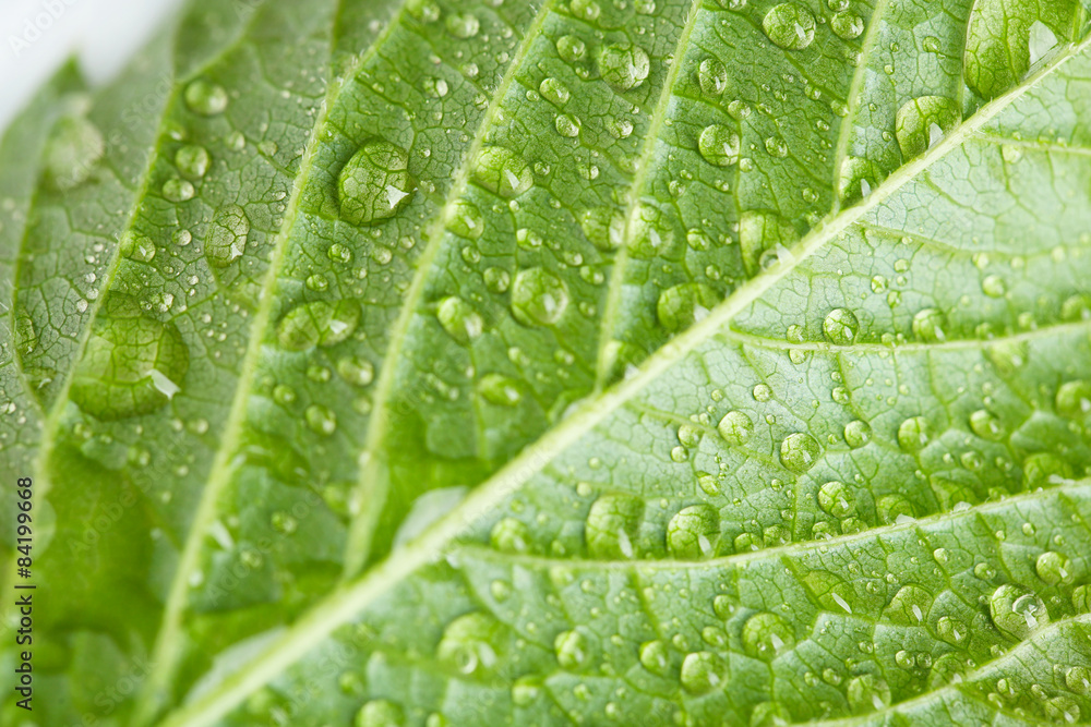 Beautiful green leaf with water drops close up Beautiful green leaf with water drops close up