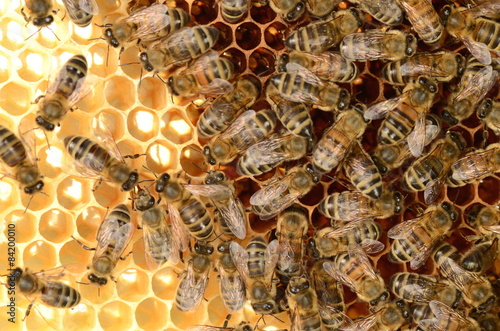 pszczoły na plastrze miodu 