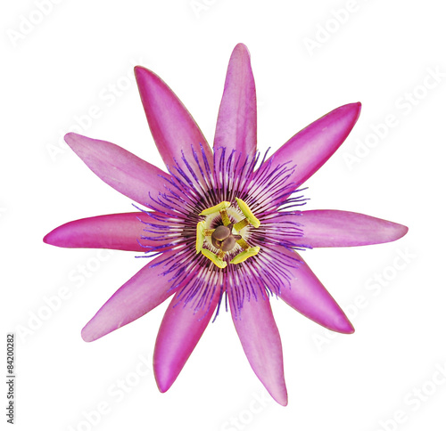Passiflora Lavendar Lady