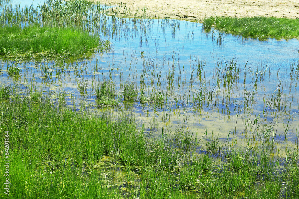 Pond with grass as background Pond with grass as background