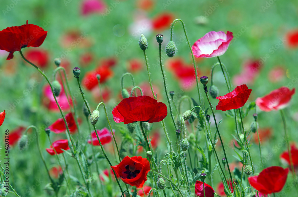 Obraz premium ポピー