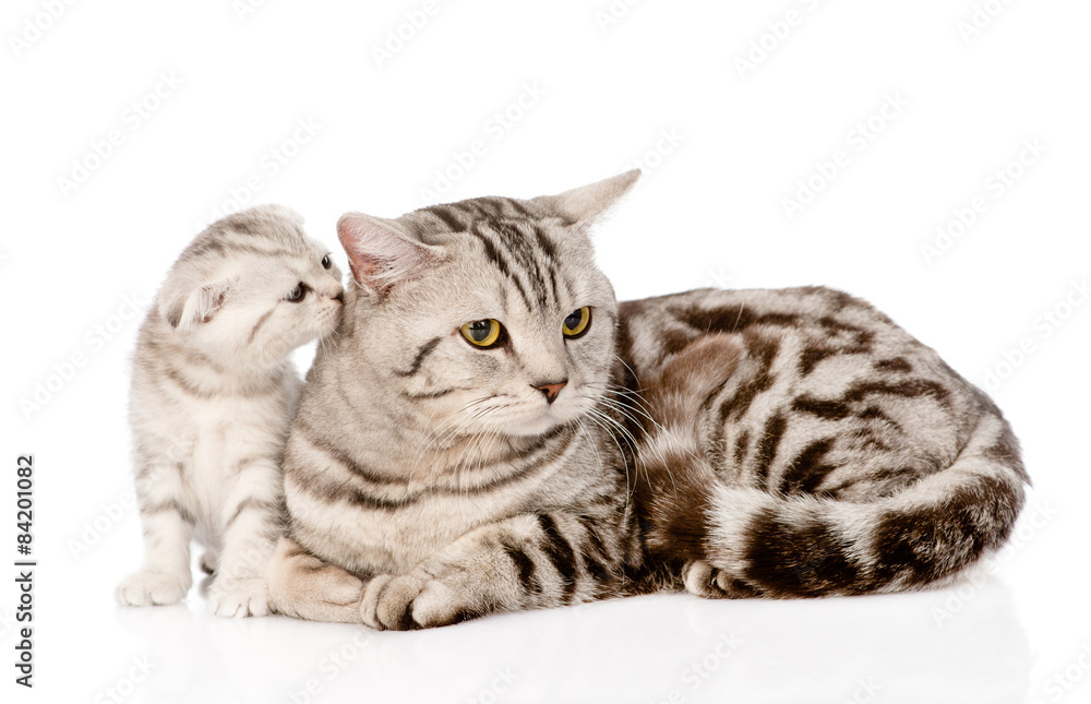 Fototapeta premium mother cat with kitten. isolated on white background