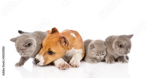 stafford puppy and kittens lying together. isolated on white