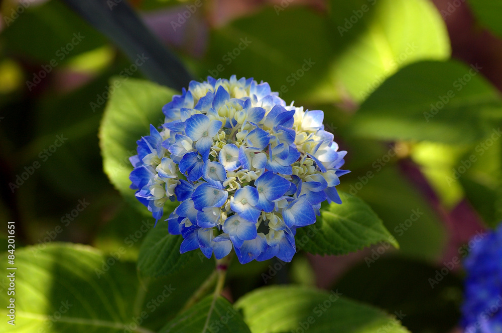 紫陽花 紫陽花