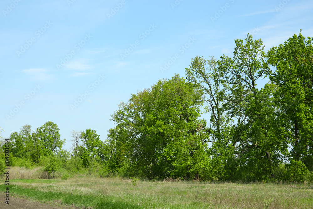 Field and green trees over blue sky background Field and green trees over blue sky background
