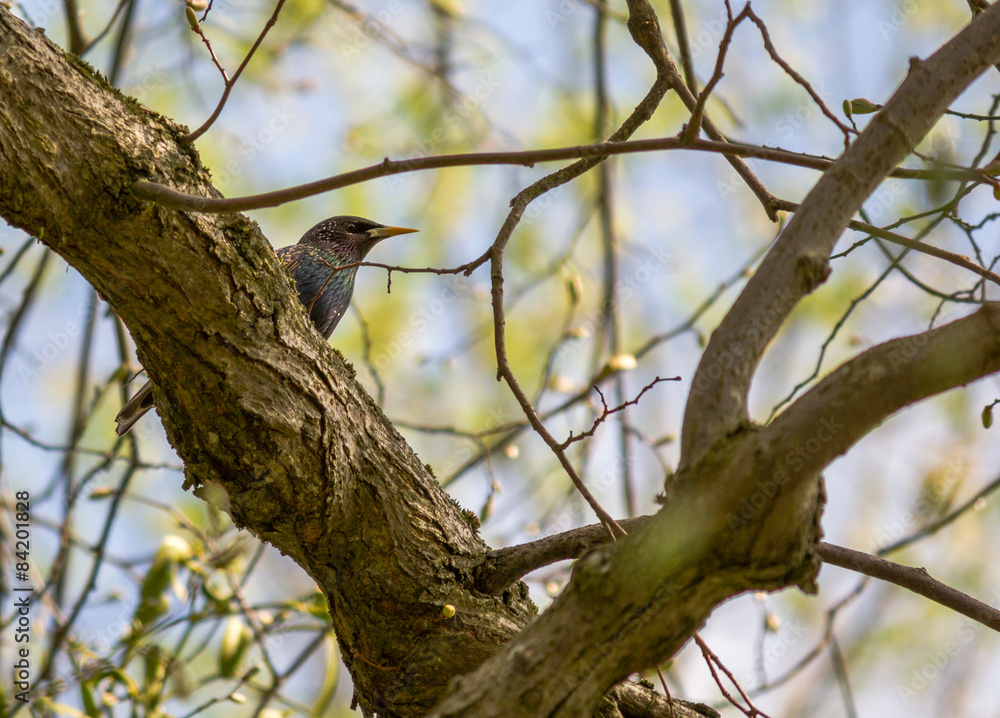 Spring starling sitting on a tree in a park
Spring starling sitting on a tree in a park