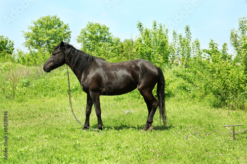 Beautiful dark horse grazing over green grass background © Africa Studio