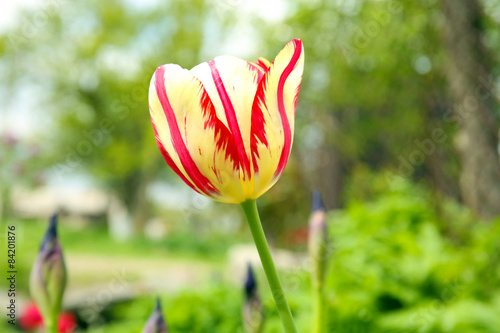 Beautiful color tulip over flowerbed background