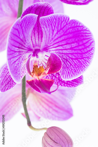 White and purple Phalaenopsis orchid extreme close-up