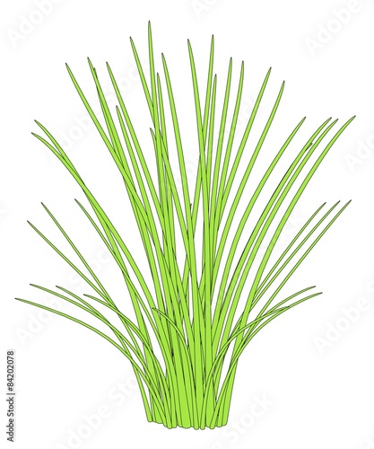 cartoon image of aquatic plant
