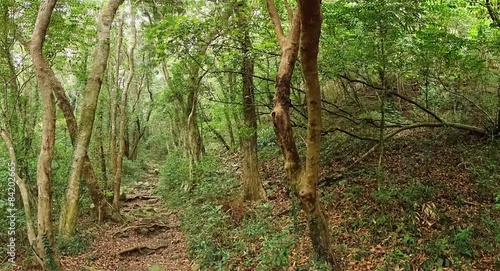 Dense Green Forest with a Rugged Trail