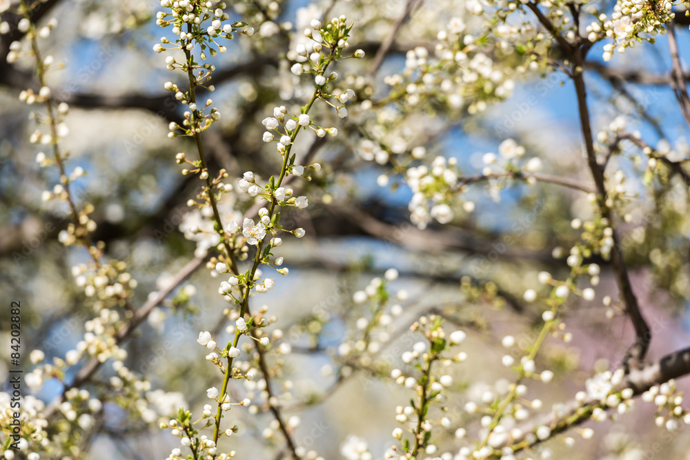 Cherry Tree Flowers Spring Blossom Background Cherry Tree Flowers Spring Blossom Background