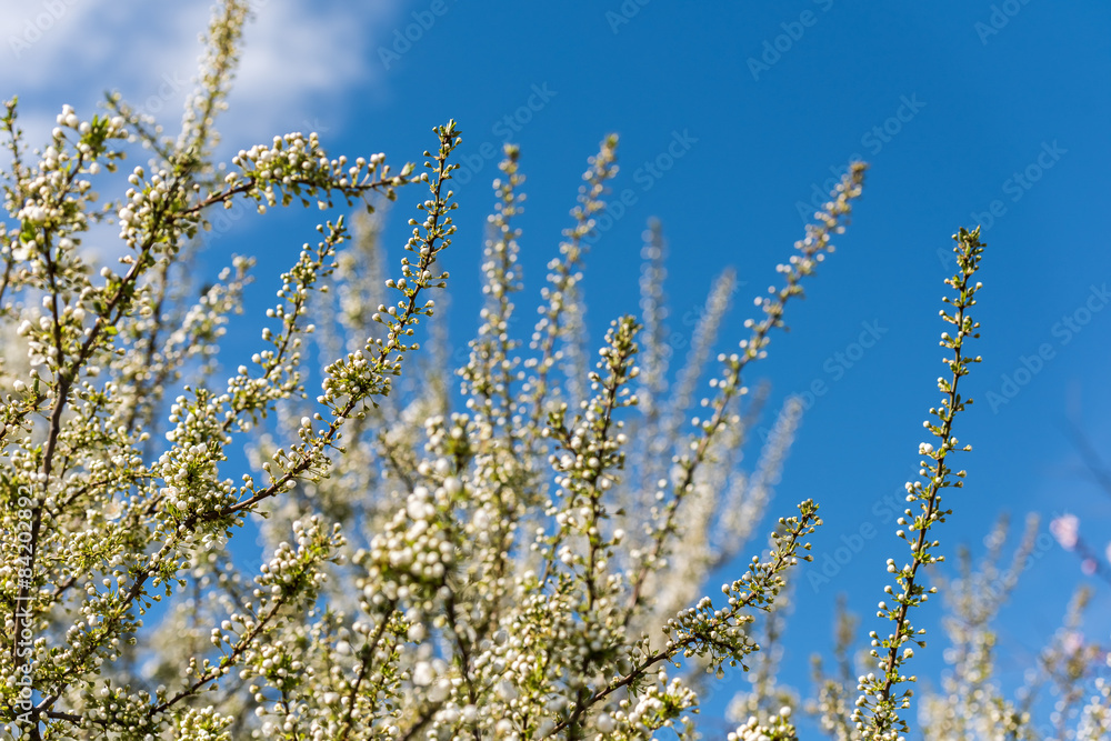Cherry Tree Flowers Spring Blossom Background Cherry Tree Flowers Spring Blossom Background