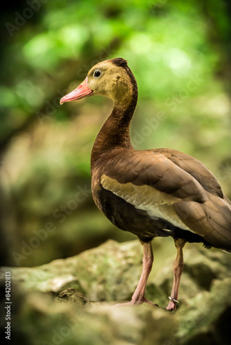 Black-bellied whistling tree duck