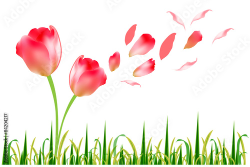 Fototapeta Naklejka Na Ścianę i Meble -  Beautiful tulip flower in the green grass