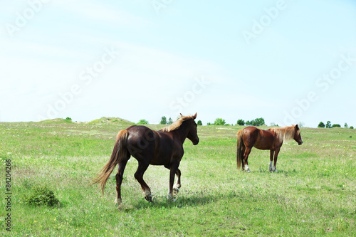 Two beautiful horses grazing on meadow