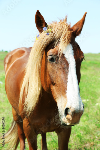 Portrait of beautiful brown horse, outdoors © Africa Studio