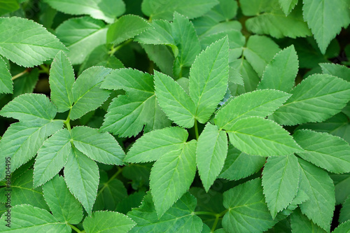 aegopodium podagraria