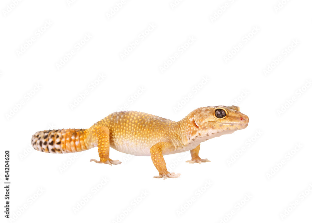 yellow and orange spotted leopard gecko on white yellow and orange spotted leopard gecko on white