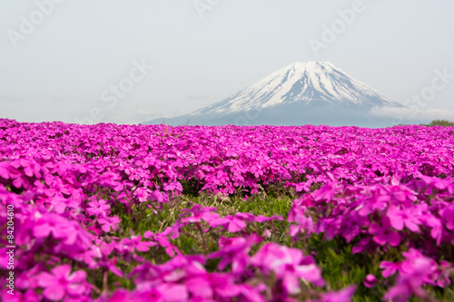 Fototapeta Naklejka Na Ścianę i Meble -  Mount Fuji and a carpet of pink flowers