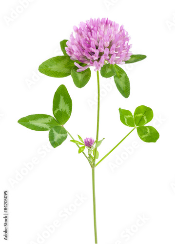 Fototapeta Naklejka Na Ścianę i Meble -  shamrock