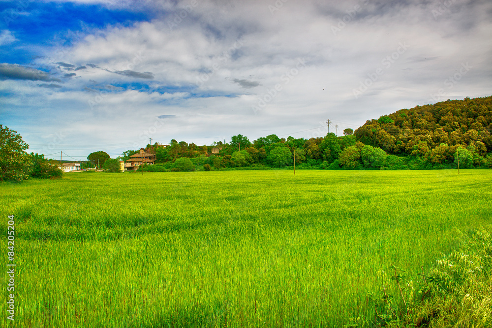 Obraz premium Pole zbóż w Katalonii w Hiszpanii