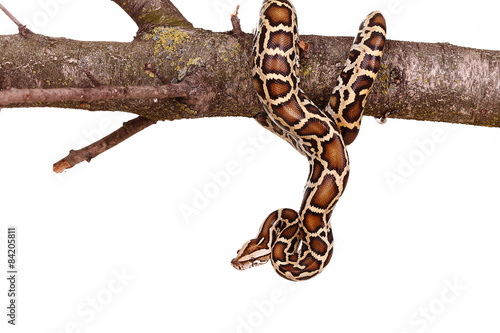 butter ball royal python moorish viper boa snake on a branch with flowers isolated on white