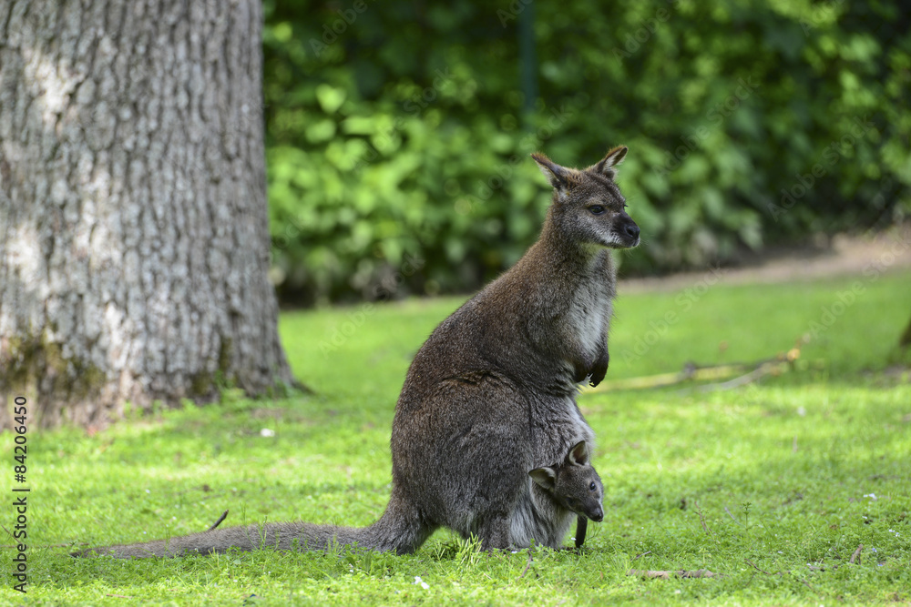 Fototapeta premium Australien und die Kängurus