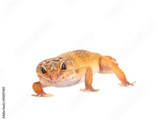 yellow and orange spotted leopard gecko on white