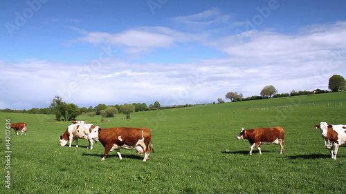 The cows on the field in the Luxembourg countryside.