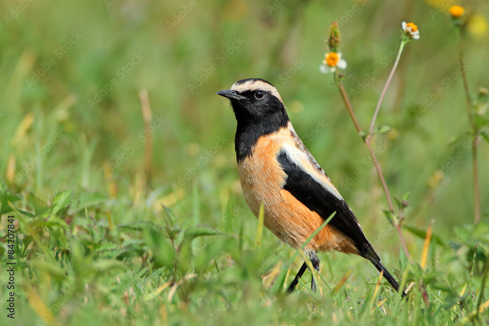 Fototapeta premium Male buffstreaked chat (Oenanthe bifasciata)
