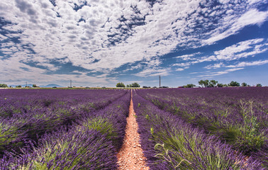 Gartenposter Lavendelblüten Lavendelfelder in Valensole  © ducgiang1206
