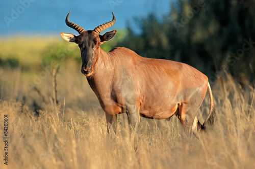 Wallpaper Mural Tsessebe antelope in natural habitat Torontodigital.ca