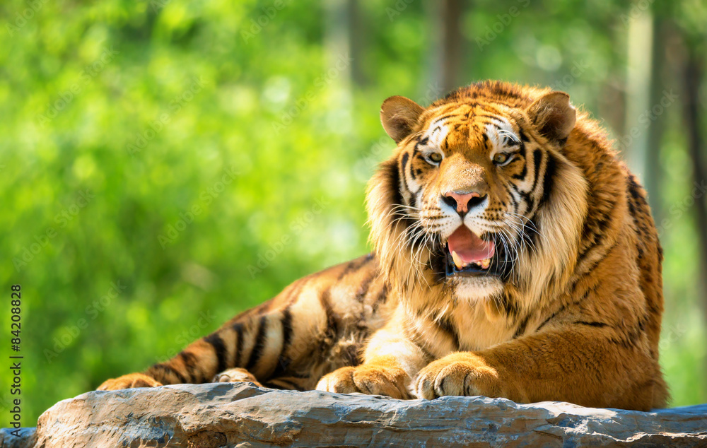 Obraz premium Bengal Tiger