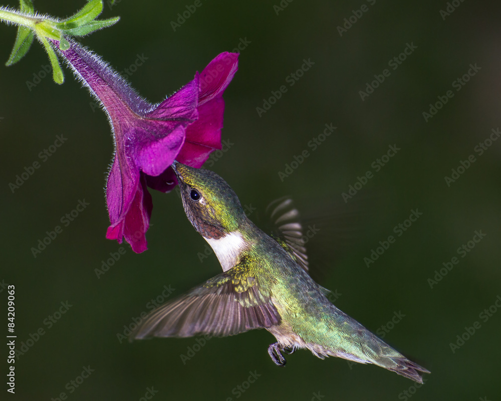Fototapeta premium Ruby-throated Hummingbird
