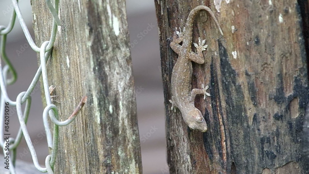 house gecko on the wood is waiting for hunting insects house gecko on the wood is waiting for hunting insects