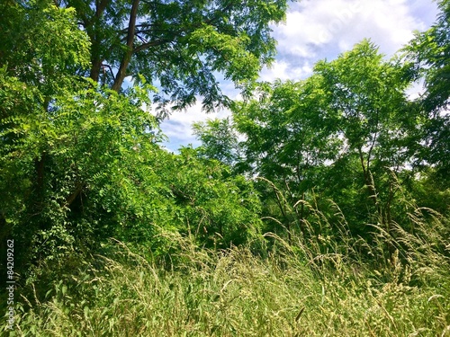 Trees and sky