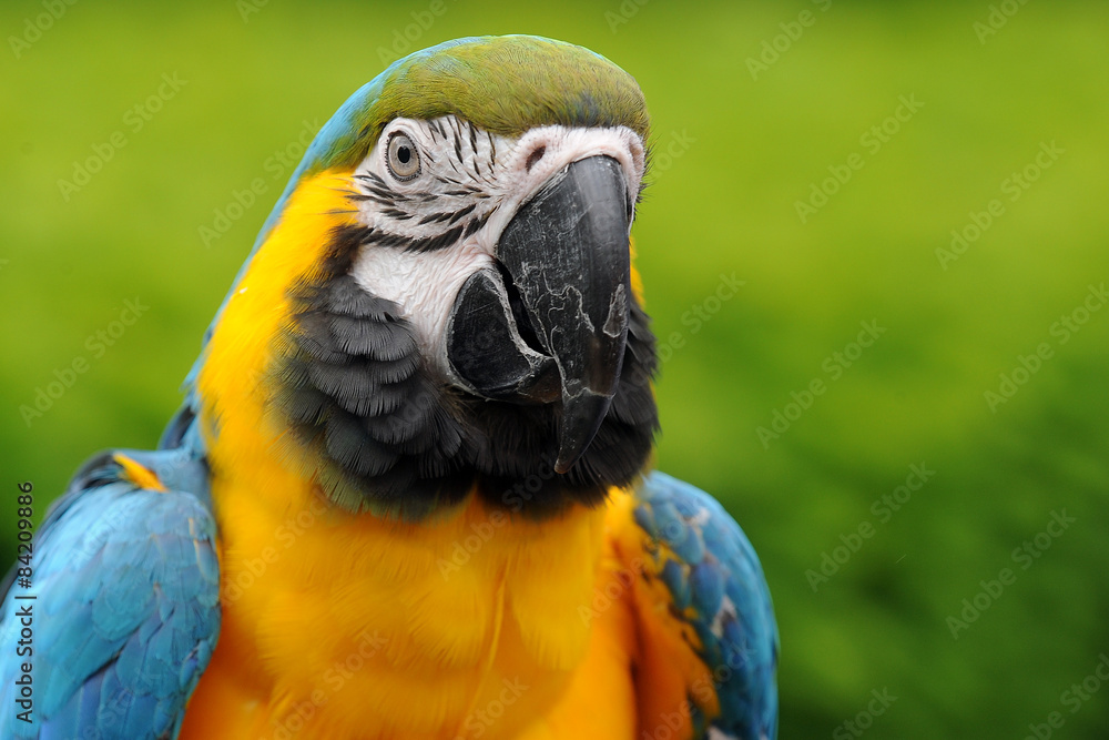 Fototapeta premium Blue and yellow Macaw